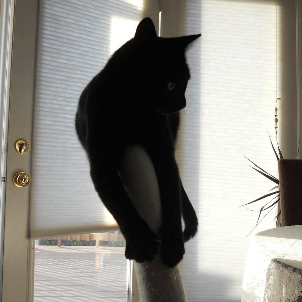 Meet your Posher, Pace